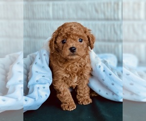 Cavapoo (Standard) Puppy for sale in DUNDEE, OH, USA