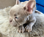 Small #1 French Bulldog