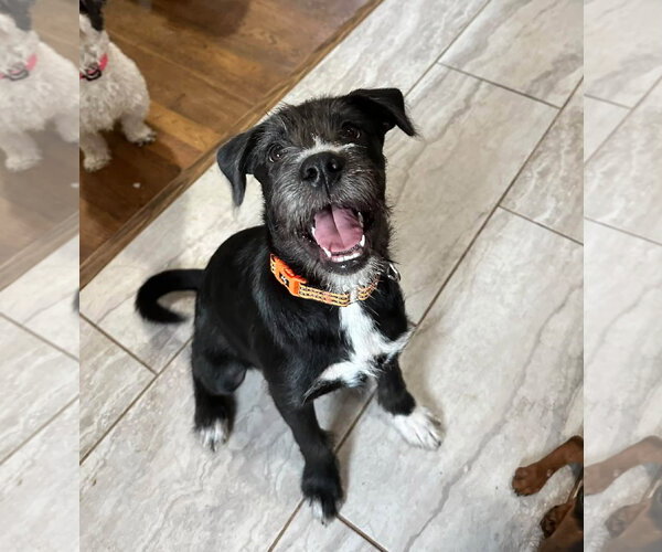 Medium Photo #1 Mutt Puppy For Sale in Greenville, SC, USA