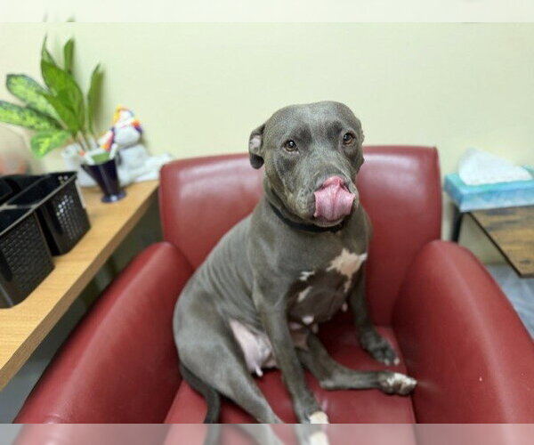 Medium Photo #1 American Pit Bull Terrier Puppy For Sale in Denver, CO, USA