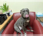Small American Pit Bull Terrier