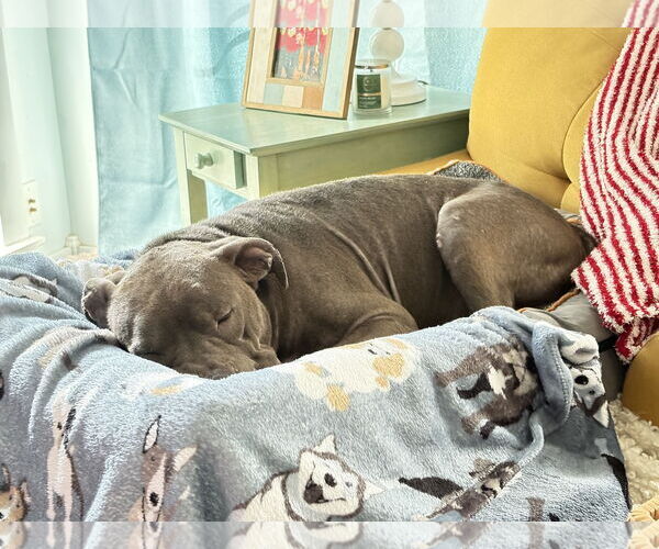 Medium Photo #7 Mutt Puppy For Sale in Gulfport, MI, USA