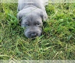 Small Photo #5 Cane Corso Puppy For Sale in PHILLIPSTON, MA, USA