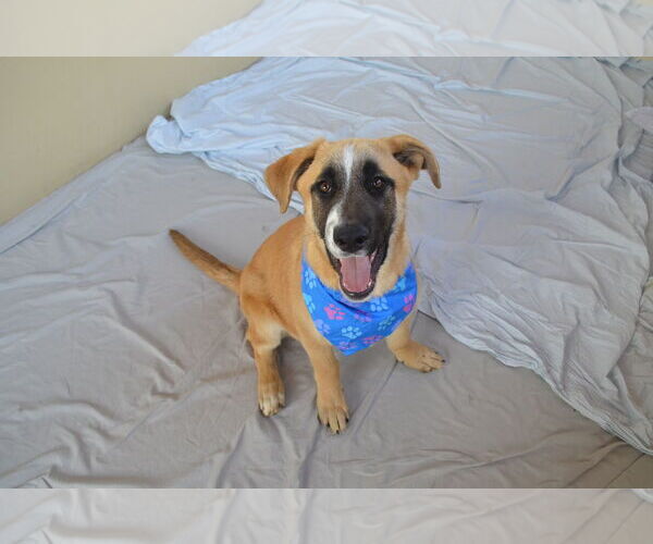Medium Photo #1 Black Mouth Cur-Unknown Mix Puppy For Sale in McKinney, TX, USA