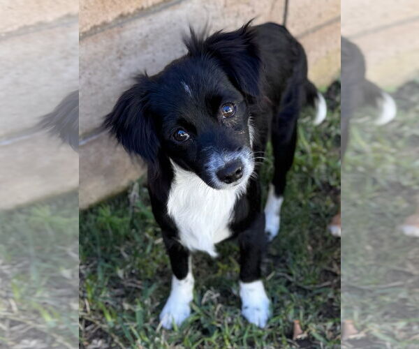 Medium Photo #1 Chion Puppy For Sale in Newport Beach, CA, USA