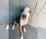 Small American Pit Bull Terrier Mix