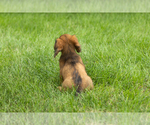 Small #4 Dachshund