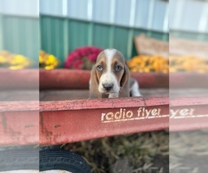 Basset Hound Puppy for Sale in WORTH, Missouri USA