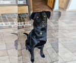Small #2 Borador
