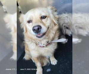 Mutt Dogs for adoption in San Antonio, TX, USA