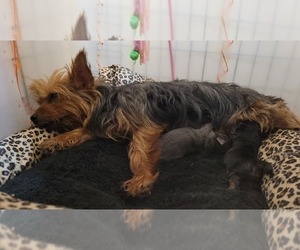 Yorkshire Terrier Puppy for Sale in AKRON, Ohio USA