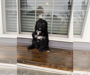 Bernedoodle Puppy for sale in CONNERSVILLE, IN, USA