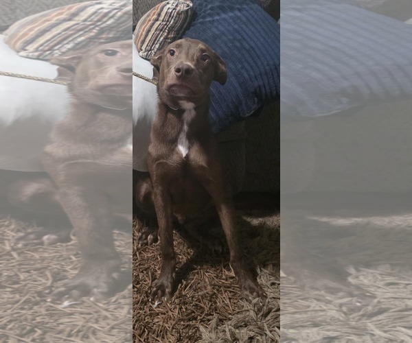 Medium Photo #5 Labrador Retriever-Unknown Mix Puppy For Sale in Minneapolis, MN, USA