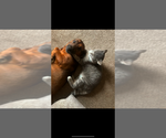 Small #5 Basset Hound Mix