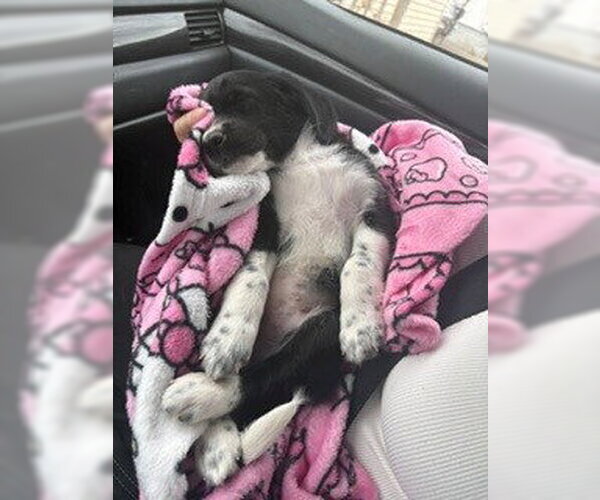 Medium Photo #3 Beagle-Great Pyrenees Mix Puppy For Sale in Brooklyn Center, MN, USA