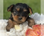 Small #10 Yorkshire Terrier