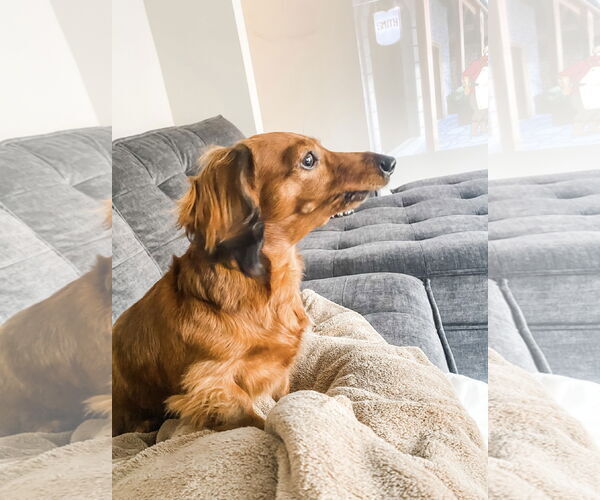 Medium Photo #2 Dachshund Puppy For Sale in Fruitland, SC, USA