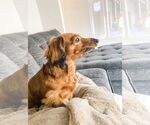 Small #1 Dachshund