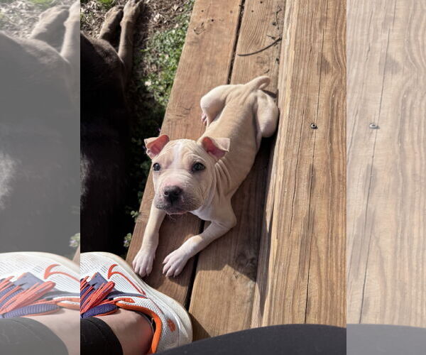 Medium Photo #4 American Bulldog-Unknown Mix Puppy For Sale in Greenville, SC, USA