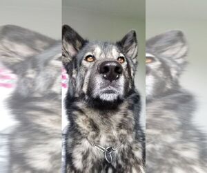 Alaskan Husky-German Shepherd Dog Mix Dogs for adoption in HILLSBORO, OR, USA