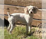 Small #4 Poodle (Miniature)