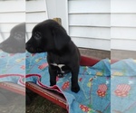 Puppy Black Female Borador