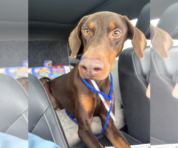 Medium Photo #2 Doberman Pinscher Puppy For Sale in Houston, TX, USA