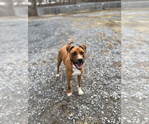 Mountain Cur-Unknown Mix Dogs for adoption in Hinton, WV, USA