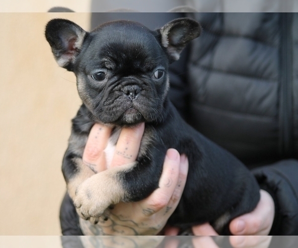 Medium Photo #5 French Bulldog Puppy For Sale in CLINTON, NJ, USA