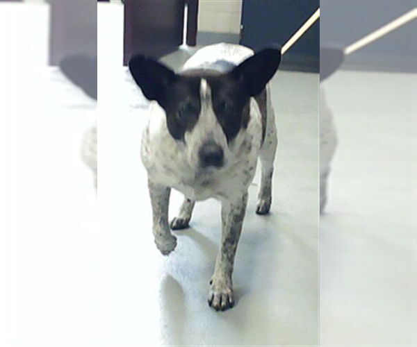 Medium Photo #1 Mutt Puppy For Sale in Fayetteville, NC, USA