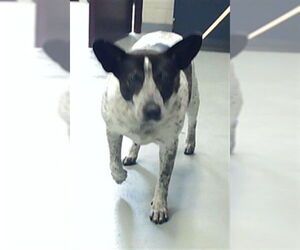 Mutt Dogs for adoption in Fayetteville, NC, USA