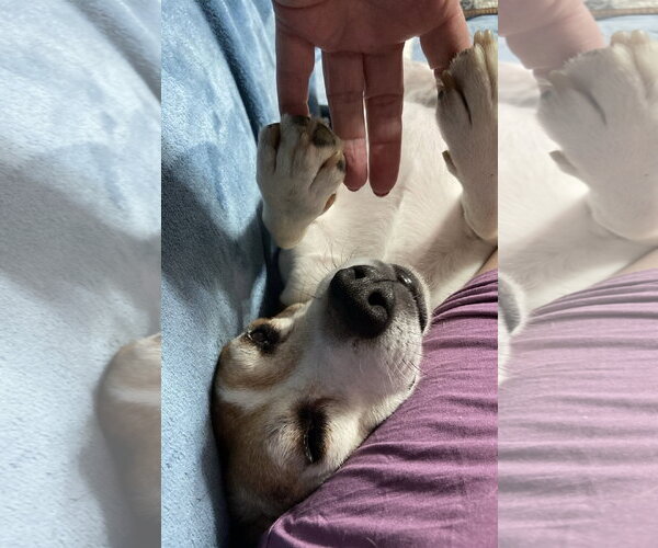 Medium Photo #9 Beagle Puppy For Sale in Rootstown, OH, USA