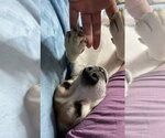 Small #8 Beagle