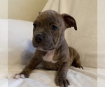 Puppy Brindle Girl American Bully