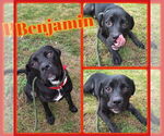 Small Labrador Retriever Mix
