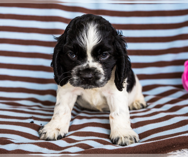 Medium Photo #3 Cocker Spaniel Puppy For Sale in WAKARUSA, IN, USA