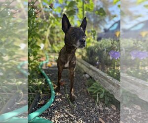 Chihuahua-Unknown Mix Dogs for adoption in Bellingham, WA, USA