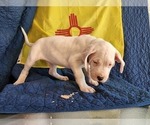 Small Photo #6 Dogo Argentino Puppy For Sale in ALBUQUERQUE, NM, USA