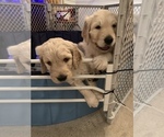 Small Photo #21 Goldendoodle Puppy For Sale in COATESVILLE, PA, USA