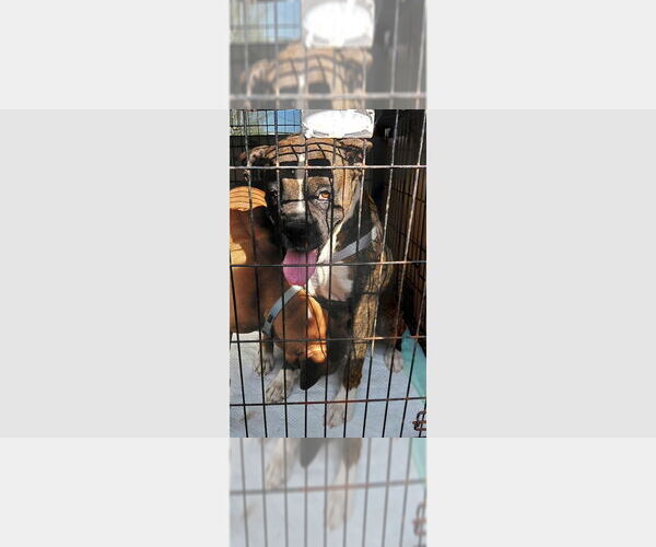 Medium Photo #4 Boxer Puppy For Sale in Austin, TX, USA