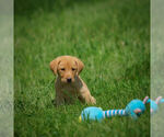 Small Photo #2 Labrador Retriever Puppy For Sale in FRESNO, OH, USA