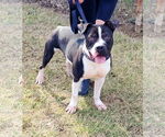 Small #4 American Pit Bull Terrier Mix