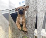 Small Photo #16 Mutt Puppy For Sale in Escondido, CA, USA