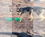 Small #4 Boxer-German Shepherd Dog Mix