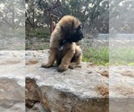 Small #2 Bouvier Des Flandres