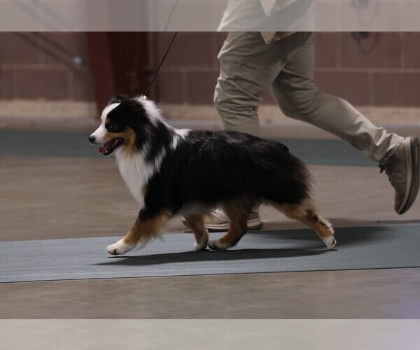 Medium Photo #1 Miniature American Shepherd Puppy For Sale in GARYSBURG, NC, USA