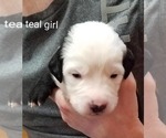 Small Photo #6 Bernese Mountain Dog-Old English Sheepdog Mix Puppy For Sale in SMITHVILLE, MO, USA