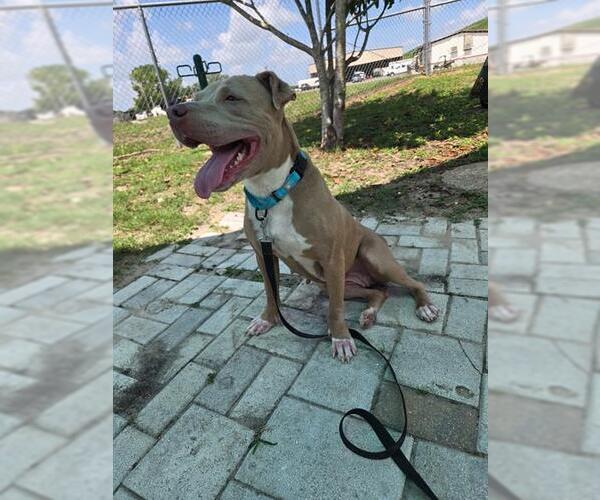 Medium Photo #3 American Staffordshire Terrier-Unknown Mix Puppy For Sale in Ocala, FL, USA