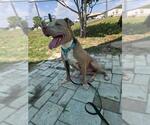 Small #2 American Staffordshire Terrier Mix