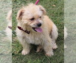 Small #3 Cairn Terrier Mix